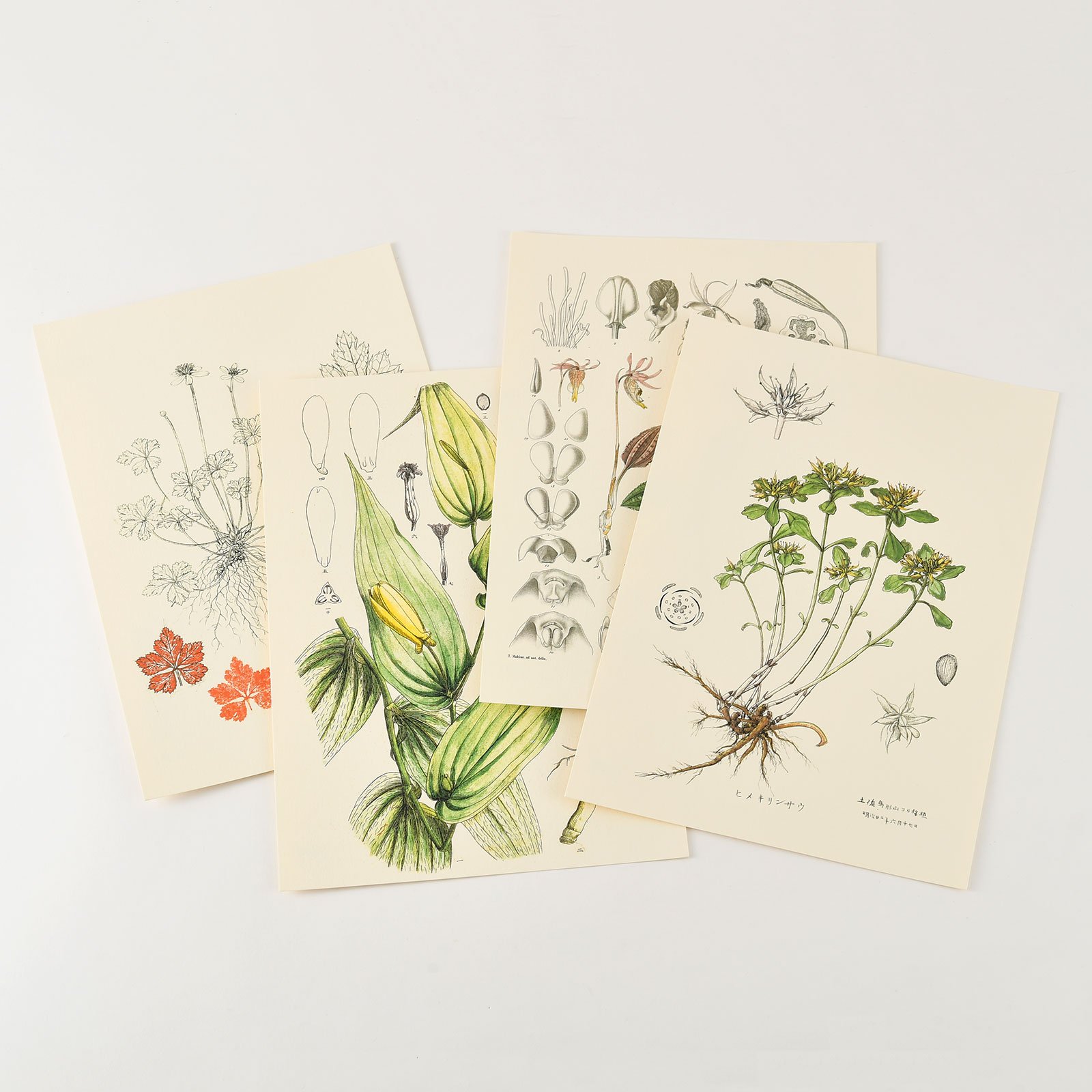 🌿 마키노 기념 정원 기념관(마키노 키넨 테이엔 키넨칸) 이미지 11